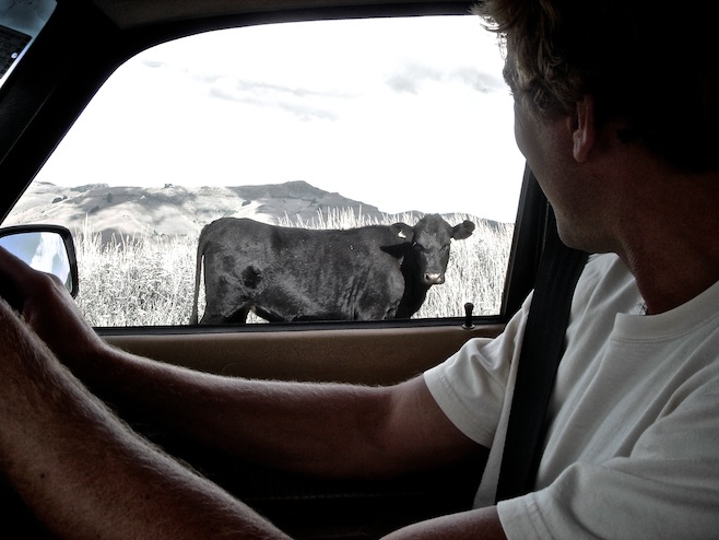 Runaway Cows